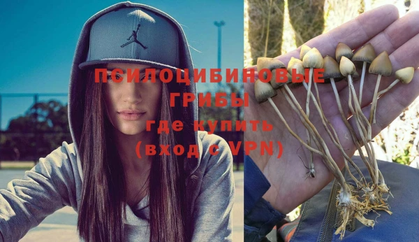 прущие грибы Абинск
